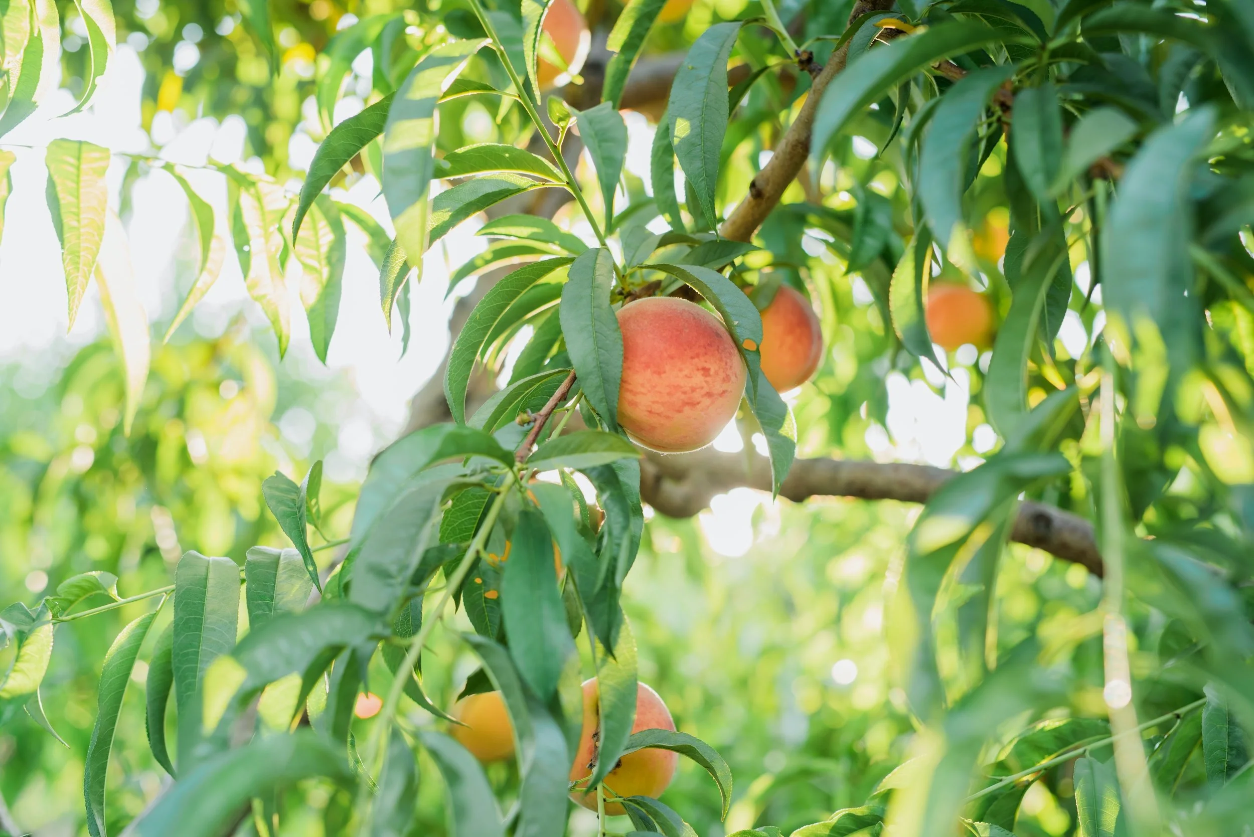 LOCAL PEACHES — ZOLLINGER FRUIT & TREE FARM
